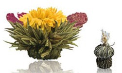 Zeige Details für Goldkönigin, weißer Tee, Teerose, Erblüh Tee Bild von Goldkönigin, weißer Tee, Teerose, Erblüh Tee