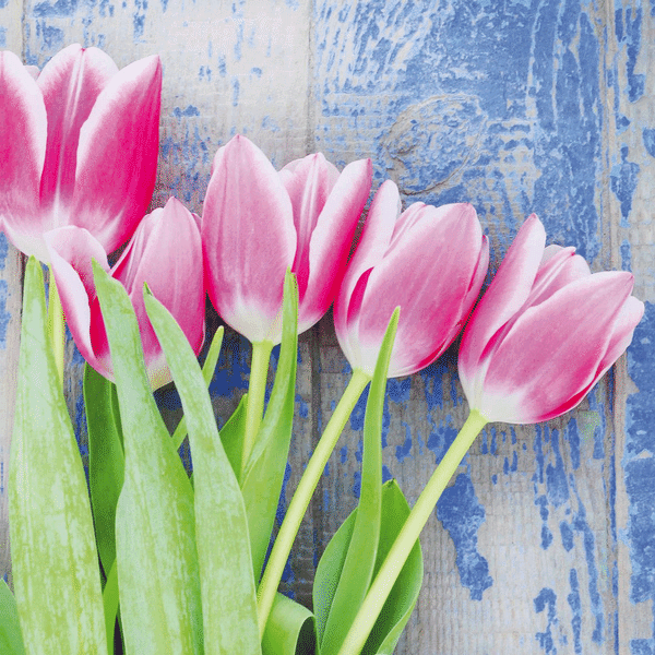 Bild von Tulpen Tulipe Fuchsia Servietten