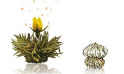 Bild von Blütenregen, weißer Tee, Teerose, Erblüh Tee