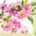 Bild von Pink Cherry Blossom Servietten
